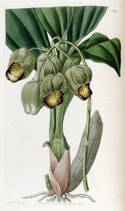Catasetum luridum